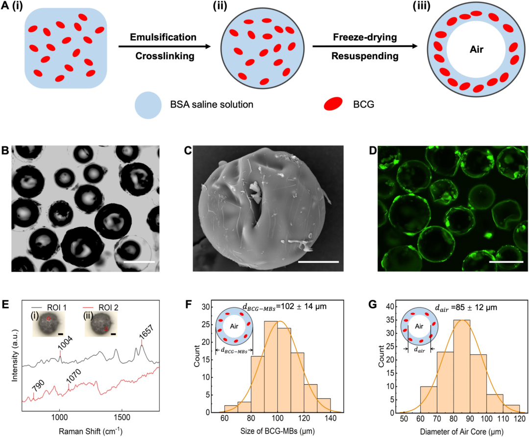 臺(tái)式掃描電鏡